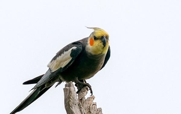 عکس عروس هلندی سیاه