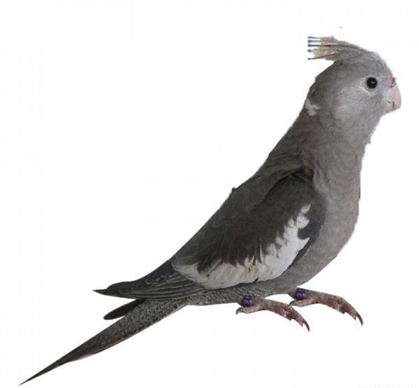عکس عروس هلندی سیاه