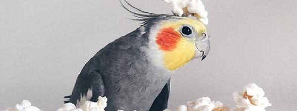 عکس عروس هلندی سیاه