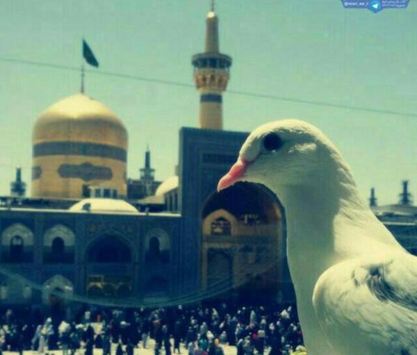 عکس پروفایل کبوتر حرم امام رضا