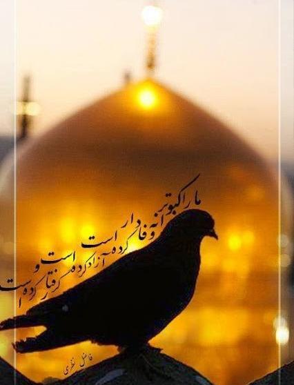 عکس پروفایل کبوتر حرم امام رضا