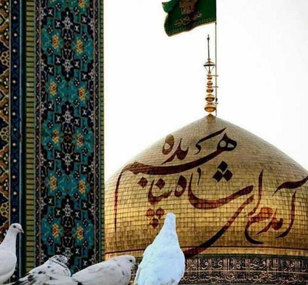 عکس پروفایل کبوتر حرم امام رضا
