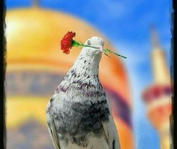 عکس پروفایل کبوتر حرم امام رضا