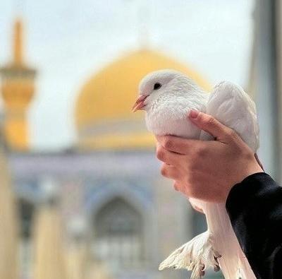 عکس پروفایل کبوتر حرم امام رضا