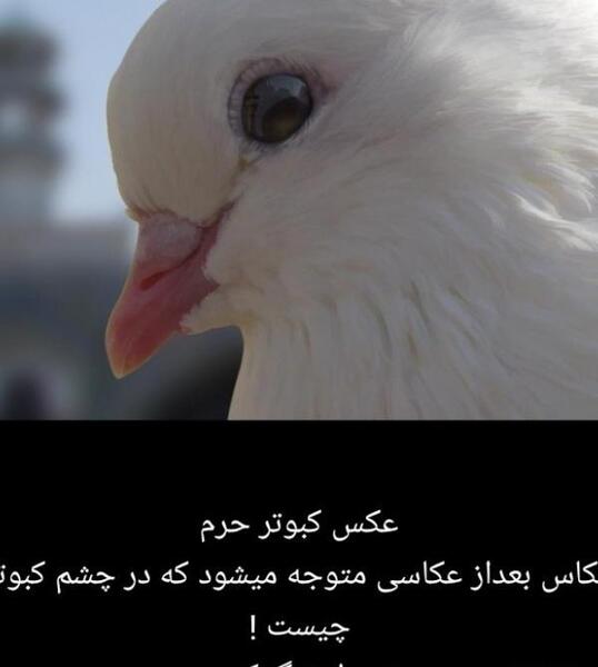 عکس پروفایل کبوتر حرم امام رضا
