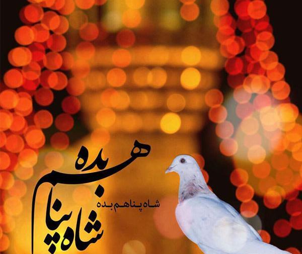 عکس پروفایل کبوتر حرم امام رضا