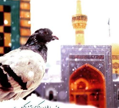 عکس پروفایل کبوتر حرم امام رضا
