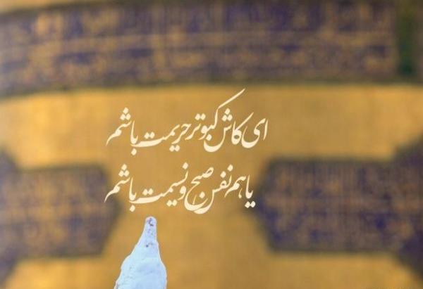عکس پروفایل کبوتر حرم امام رضا