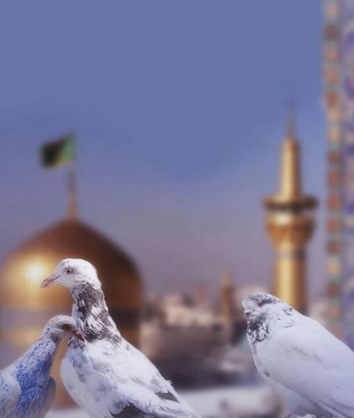 عکس پروفایل کبوتر حرم امام رضا