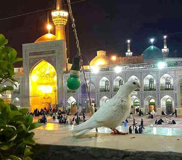 عکس پروفایل کبوتر حرم امام رضا