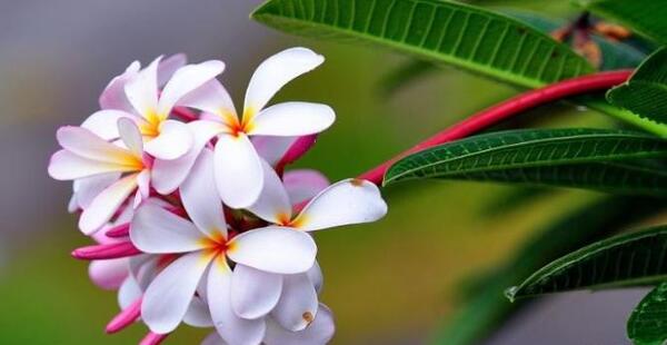 عکس گل یاسمن قرمز