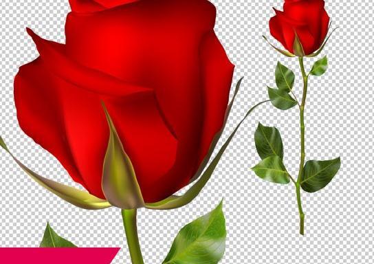 عکس گل یاسمن قرمز