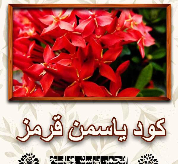عکس گل یاسمن قرمز