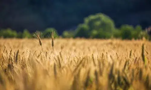 عکس زمین گندم