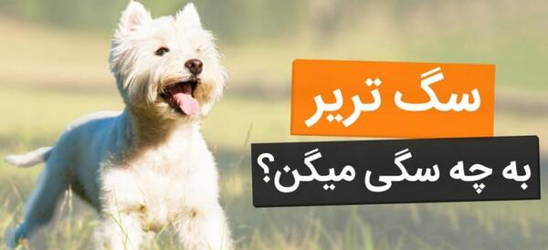 عکس سگ های شیتزو