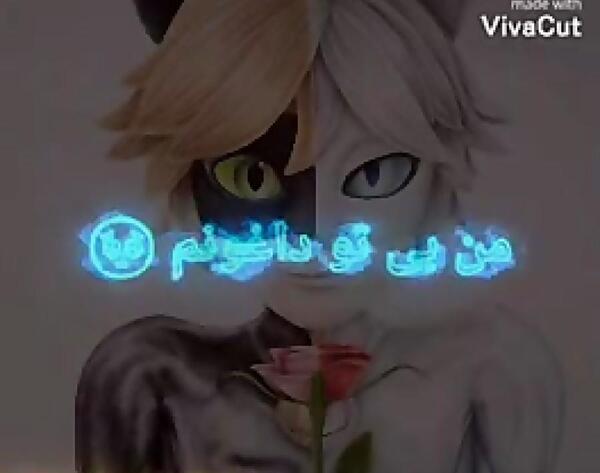 عکس کت نوار و کت بلنس