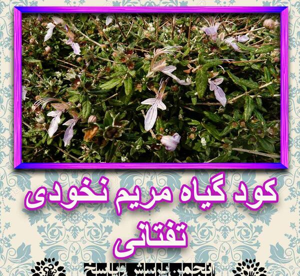 عکس پیمان زارعی تو رو میخوام