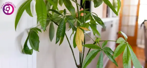 عکس پیمان زارعی تو رو میخوام