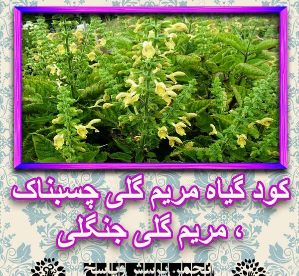 عکس پیمان زارعی تو رو میخوام