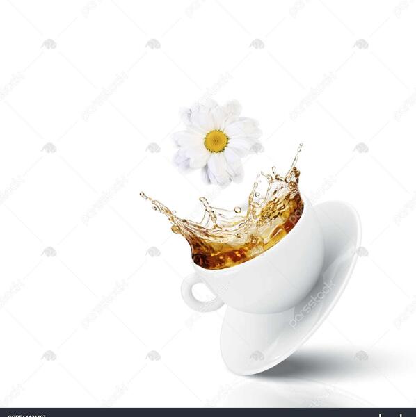 عکس چای بابونه