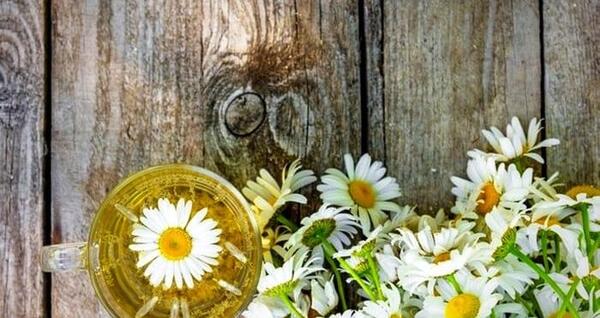عکس چای بابونه