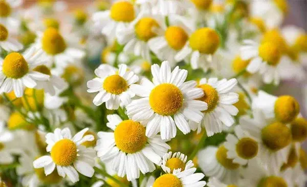 عکس چای بابونه
