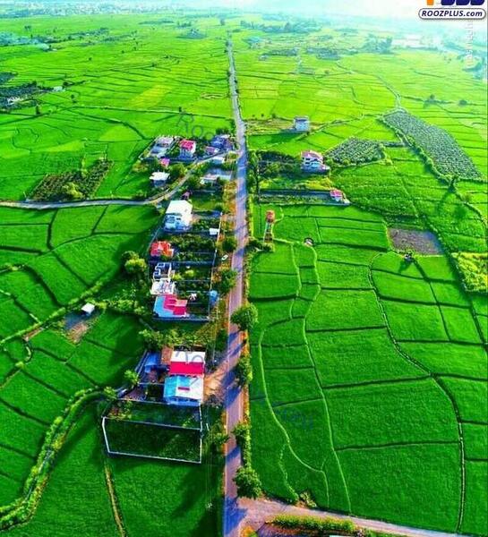 عکس شالیزار