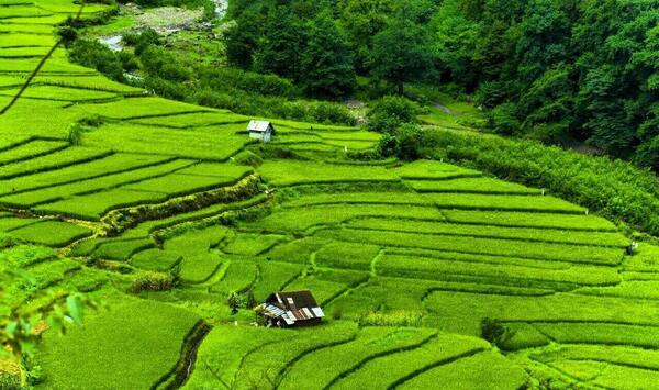 عکس شالیزار