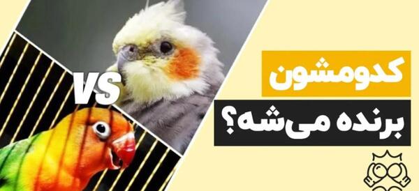 عکس عروس هلندی و طوطی برزیلی