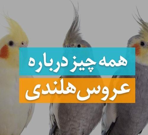 عکس عروس هلندی و طوطی برزیلی