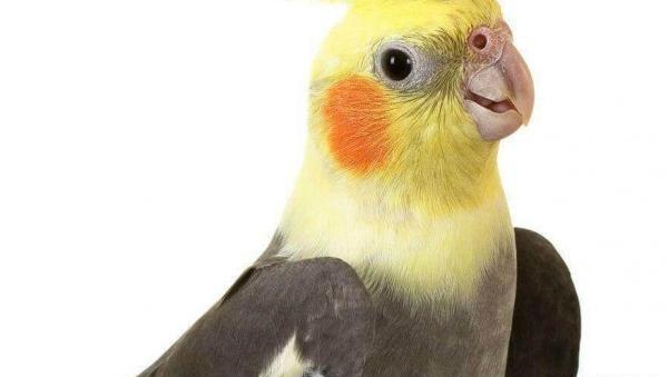 عکس عروس هلندی و طوطی برزیلی