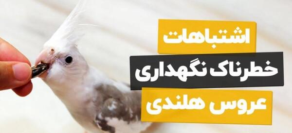 عکس عروس هلندی و طوطی برزیلی