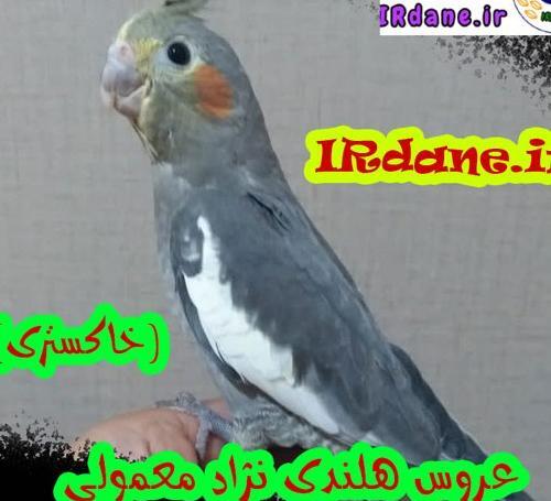 عکس عروس هلندی و طوطی برزیلی