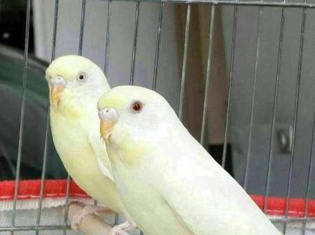 عکس مرغ عشق خارجی