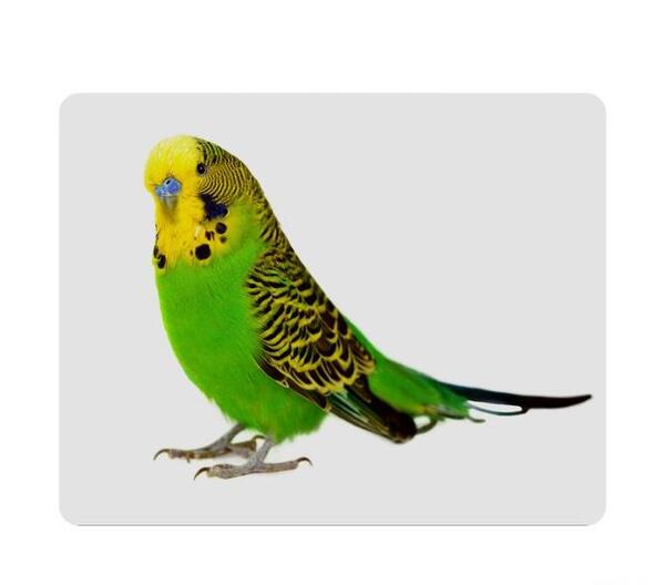 عکس مرغ عشق خارجی