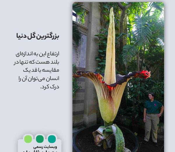 عکس گل جسد