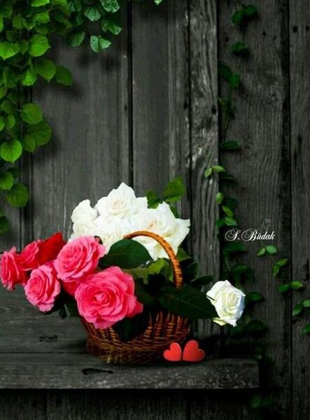 عکس گل جسد
