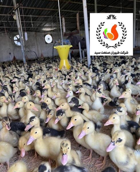 عکس شادی کریستیانو رونالدو