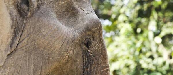 عکس این فیل چند تا پا داره