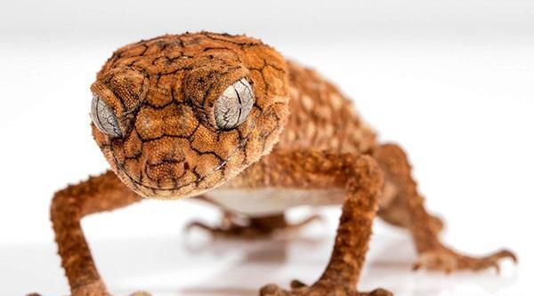 عکس مارمولک های بزرگ