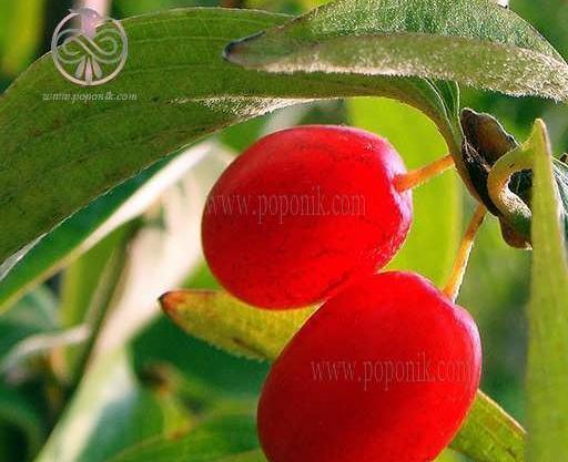 عکس بذر زغال اخته