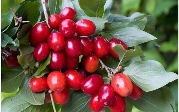 عکس بذر زغال اخته