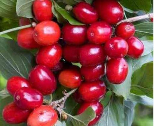 عکس بذر زغال اخته