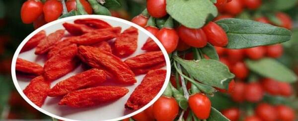 عکس بذر زغال اخته