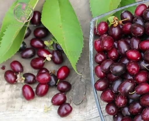 عکس بذر زغال اخته