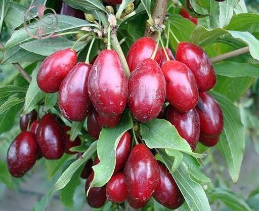 عکس بذر زغال اخته