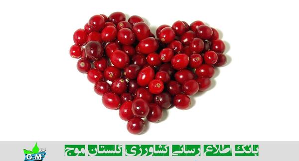 عکس بذر زغال اخته