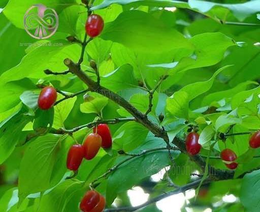 عکس بذر زغال اخته
