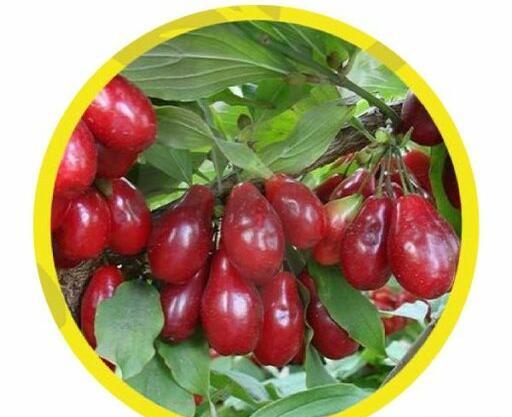 عکس بذر زغال اخته