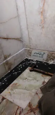عکس سنگ قبر گربه